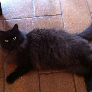 Meet your Posher, Harriet